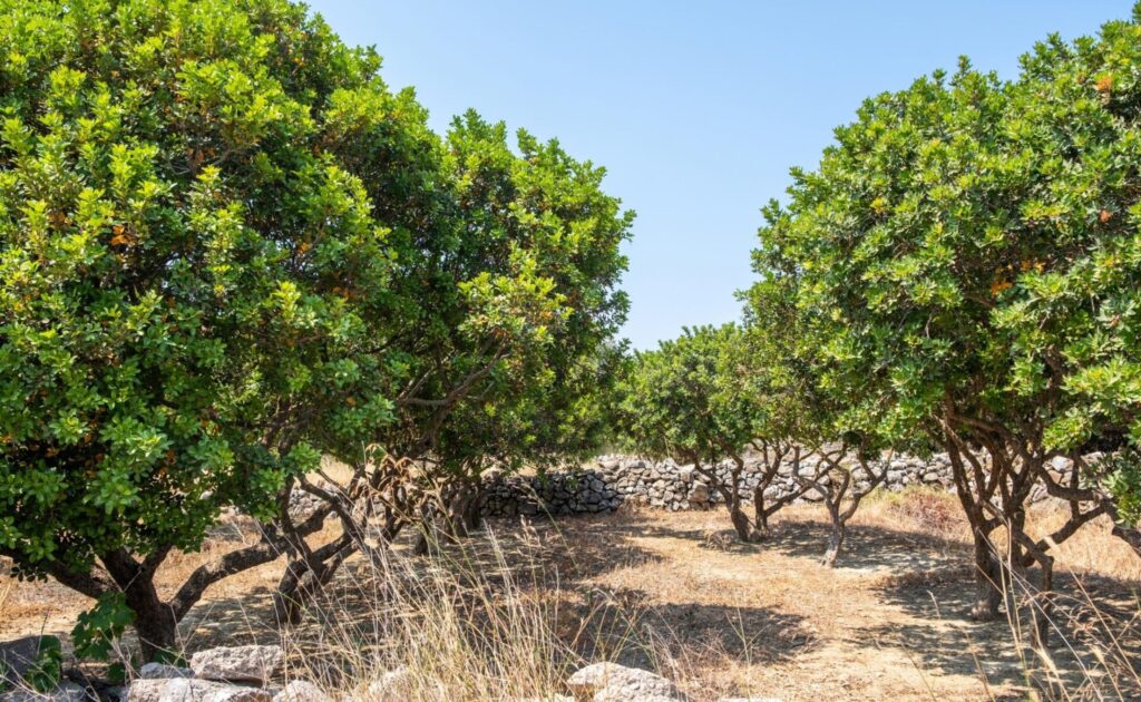 Chios mastika in zgaga | Lekarna Plavž