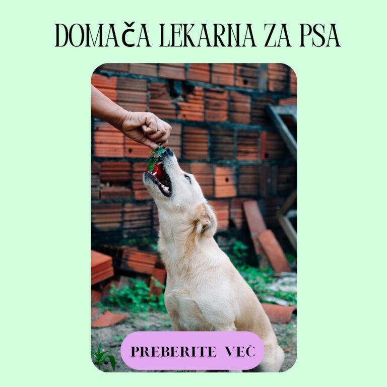 DOMAČA LEKARNA / LEKARNA PLAVŽ DOMAČA LEKARNA / LEKARNA PLAVŽ